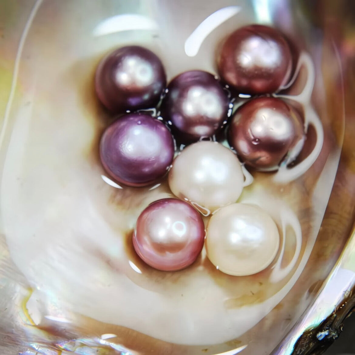 Opening Pearl Oysters: Personally Unboxing a Unique Natural Blind Box
